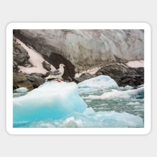 Glaucous gull, Svalbard Sticker